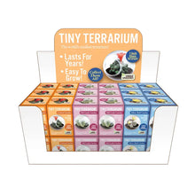 Load image into Gallery viewer, Tiny Terrarium Cactus
