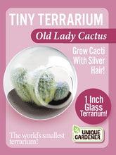 Load image into Gallery viewer, Tiny Terrarium Cactus
