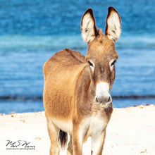 Load image into Gallery viewer, &quot;Grand Turk Beach Donkeys&quot; Acrylic Photographs
