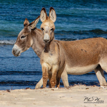 Load image into Gallery viewer, &quot;Grand Turk Beach Donkeys&quot; Acrylic Photographs
